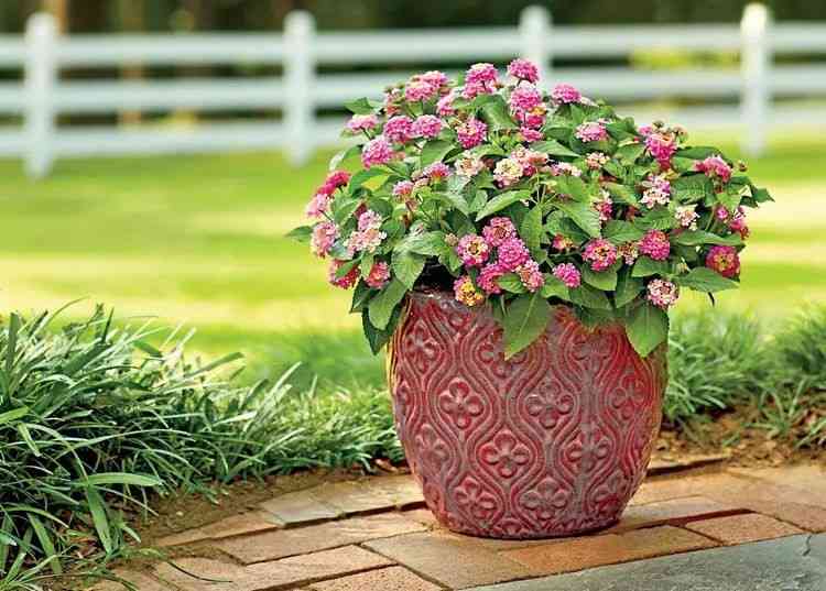 Pot Plants